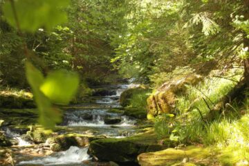 Schwarzwaldbach im Spiel der Sonne