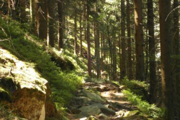 Zauberhafter Wald und Pfad