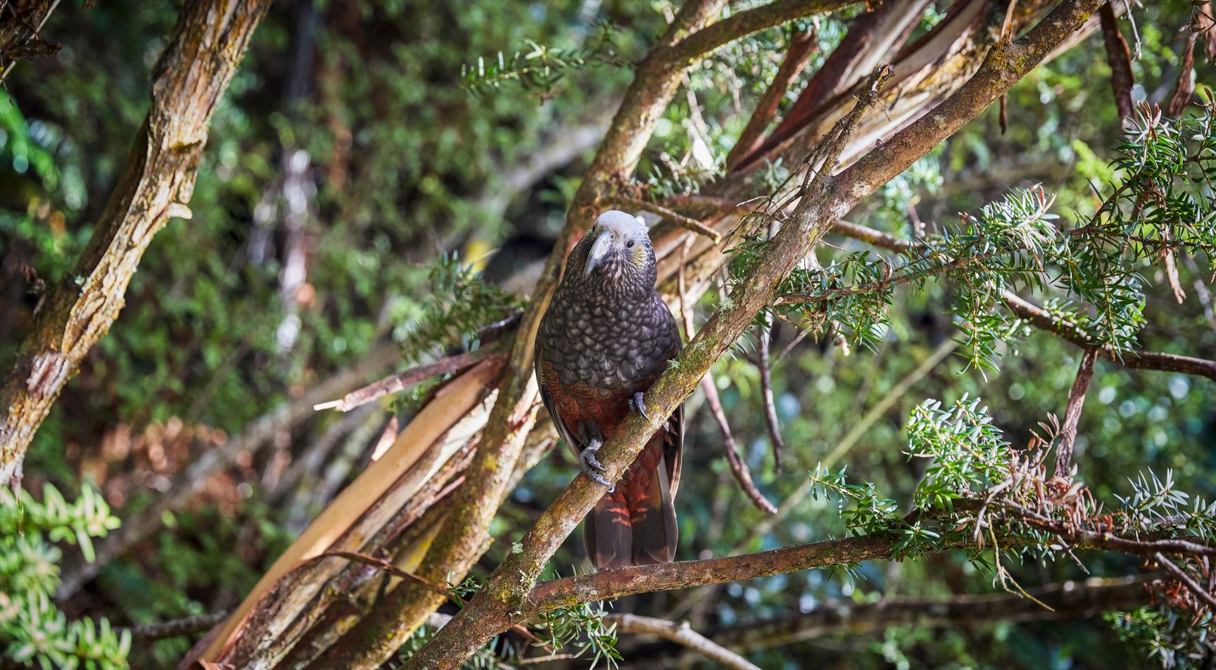 Stewart Island