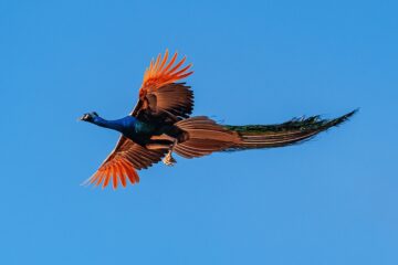 Bunter Vogel in der Luft in Sri Lanka