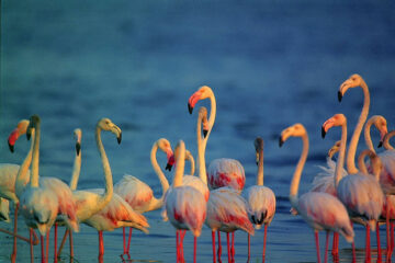 Eine Gruppe von Flamingos im Wasser