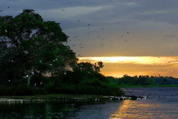 Vögel am See bei Sonnenuntergang